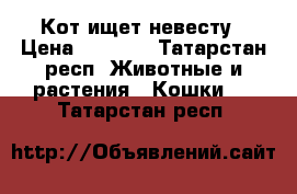 Кот ищет невесту › Цена ­ 1 000 - Татарстан респ. Животные и растения » Кошки   . Татарстан респ.